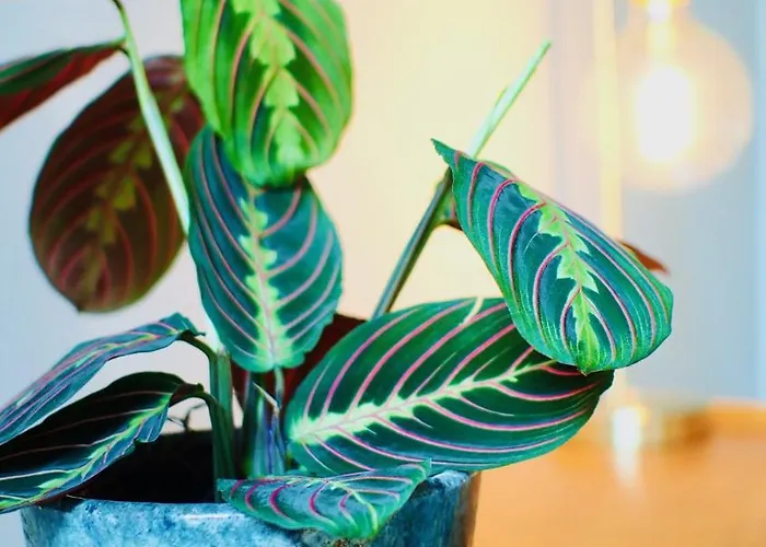 Maison Bouquiere Le Pigeonnier 公寓